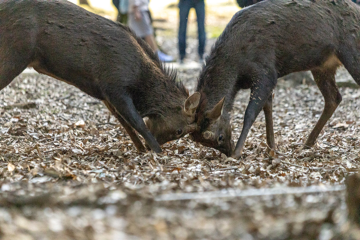 奈良公園で鹿の喧嘩