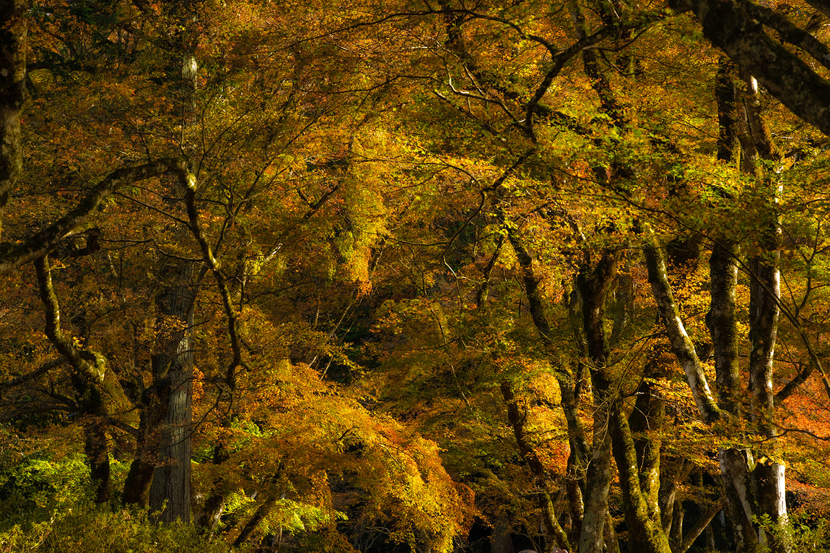 兵庫県の紅葉スポット高源寺