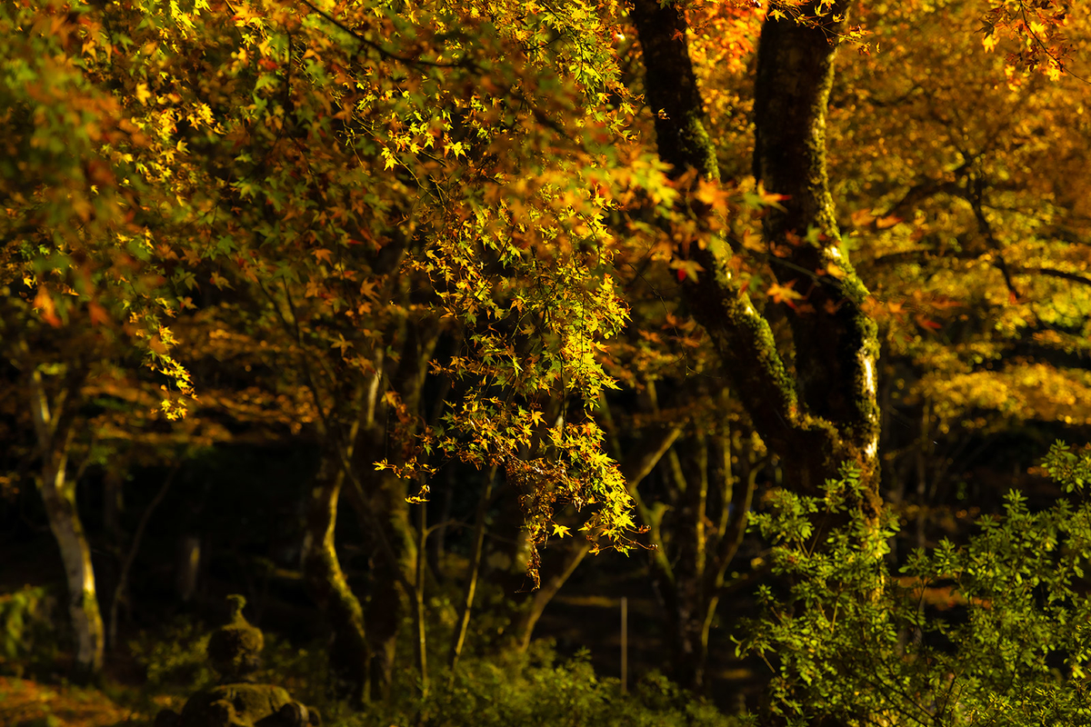 兵庫県の紅葉スポット高源寺