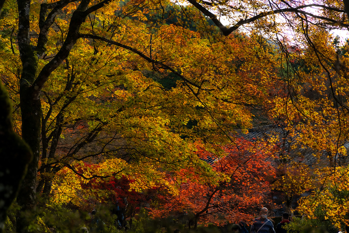 兵庫県の紅葉スポット高源寺