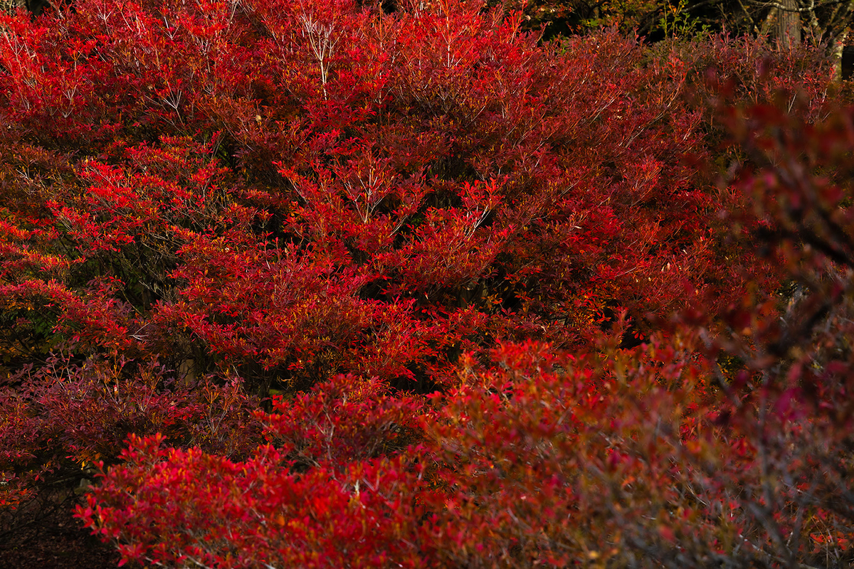 兵庫県の紅葉スポット高源寺