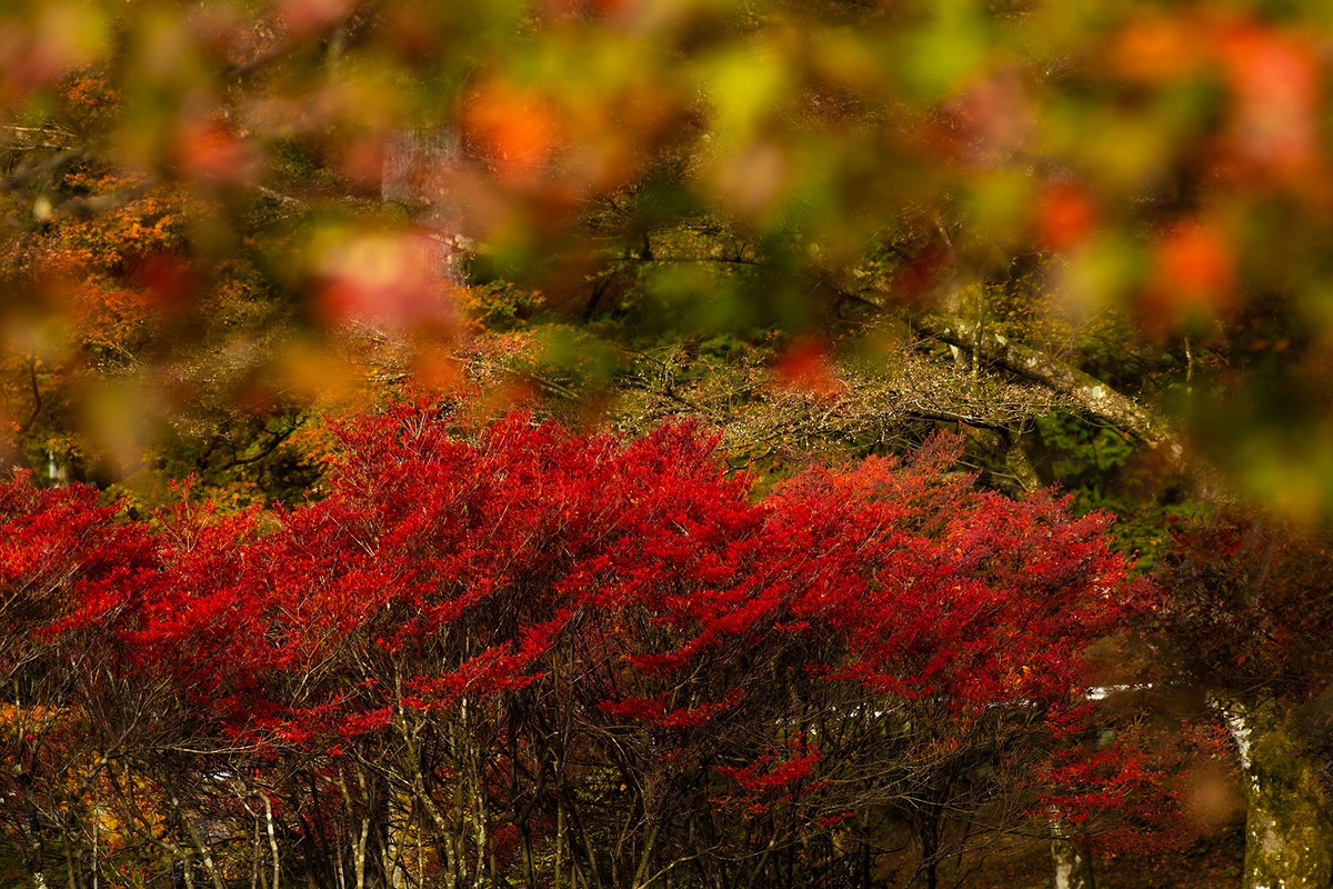 兵庫県の紅葉スポット高源寺