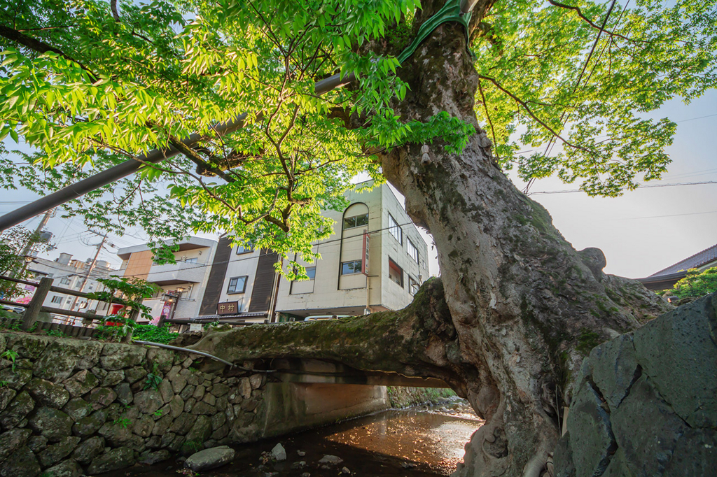 木の根橋