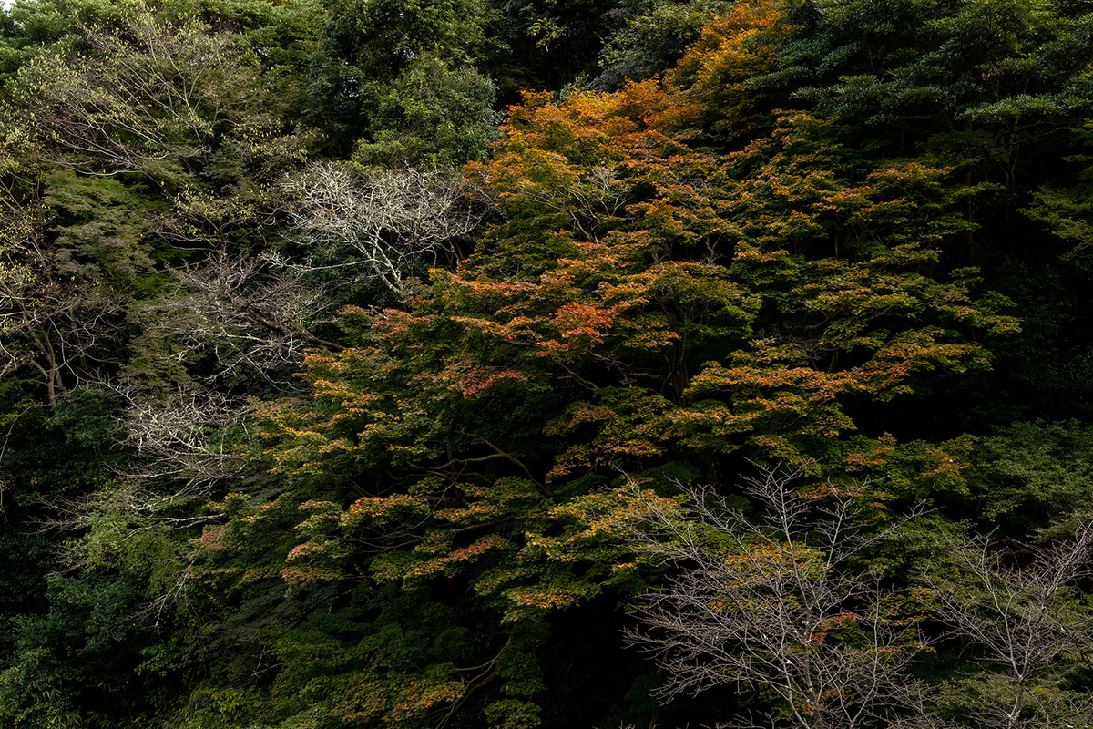 紅葉の吉野山