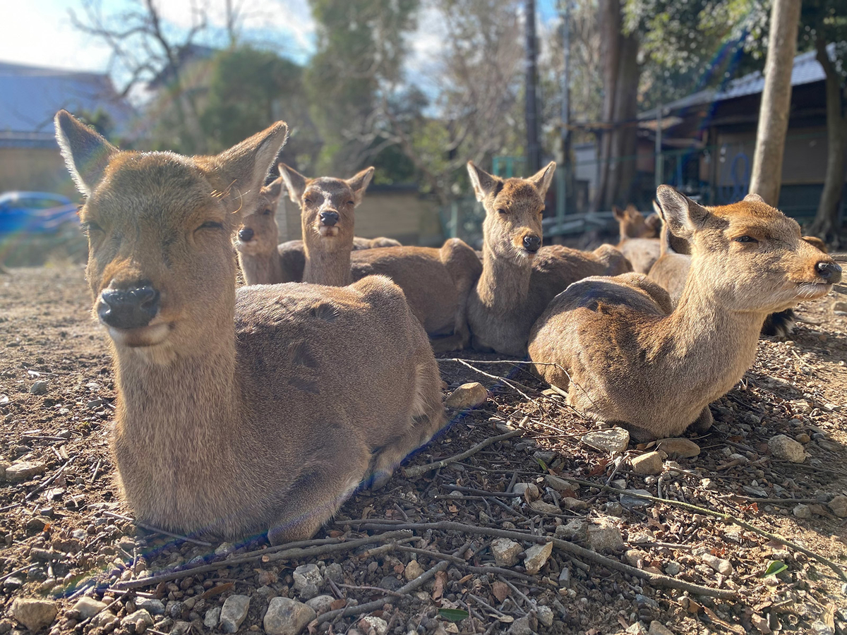 奈良公園