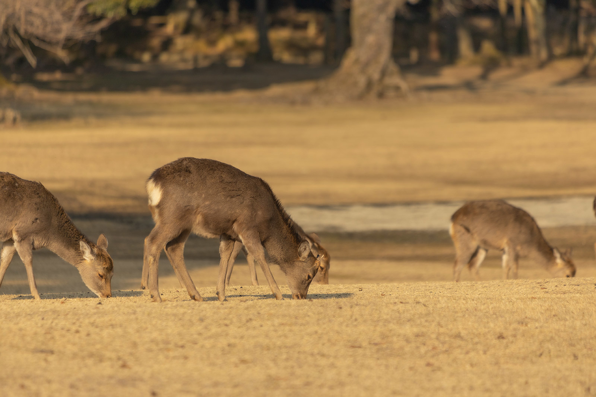 奈良公園の鹿