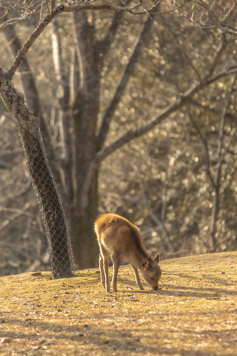 奈良公園の鹿