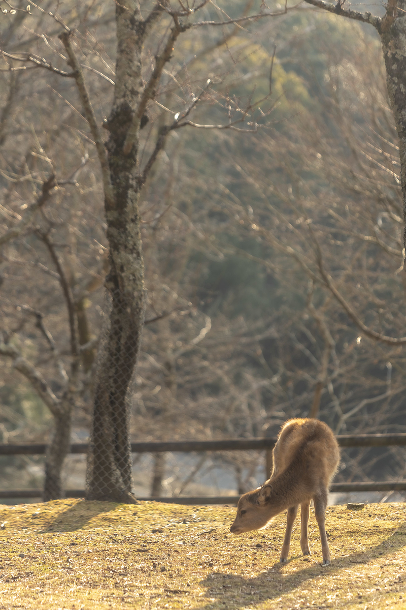 奈良公園の鹿