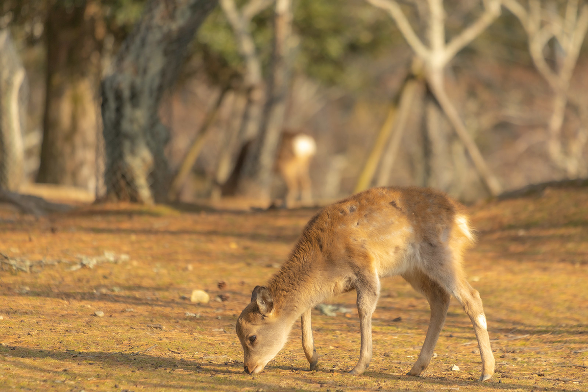 奈良公園の鹿