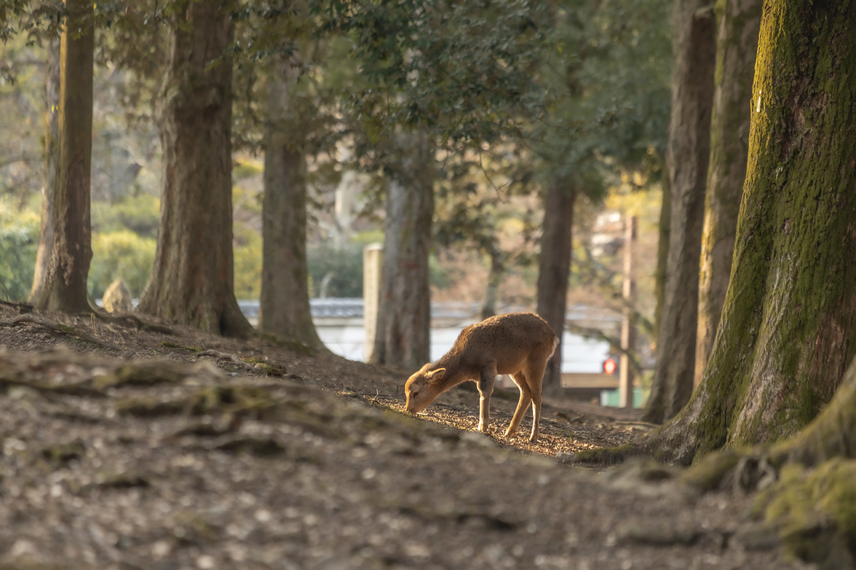 奈良公園の鹿
