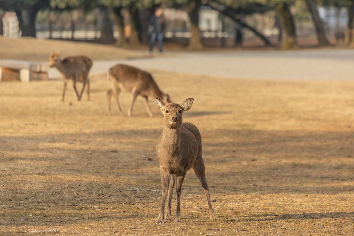 奈良公園の鹿