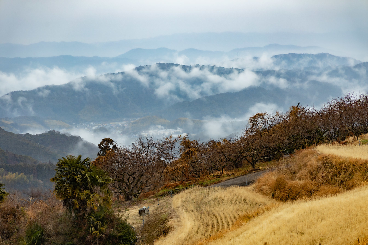 和歌山県