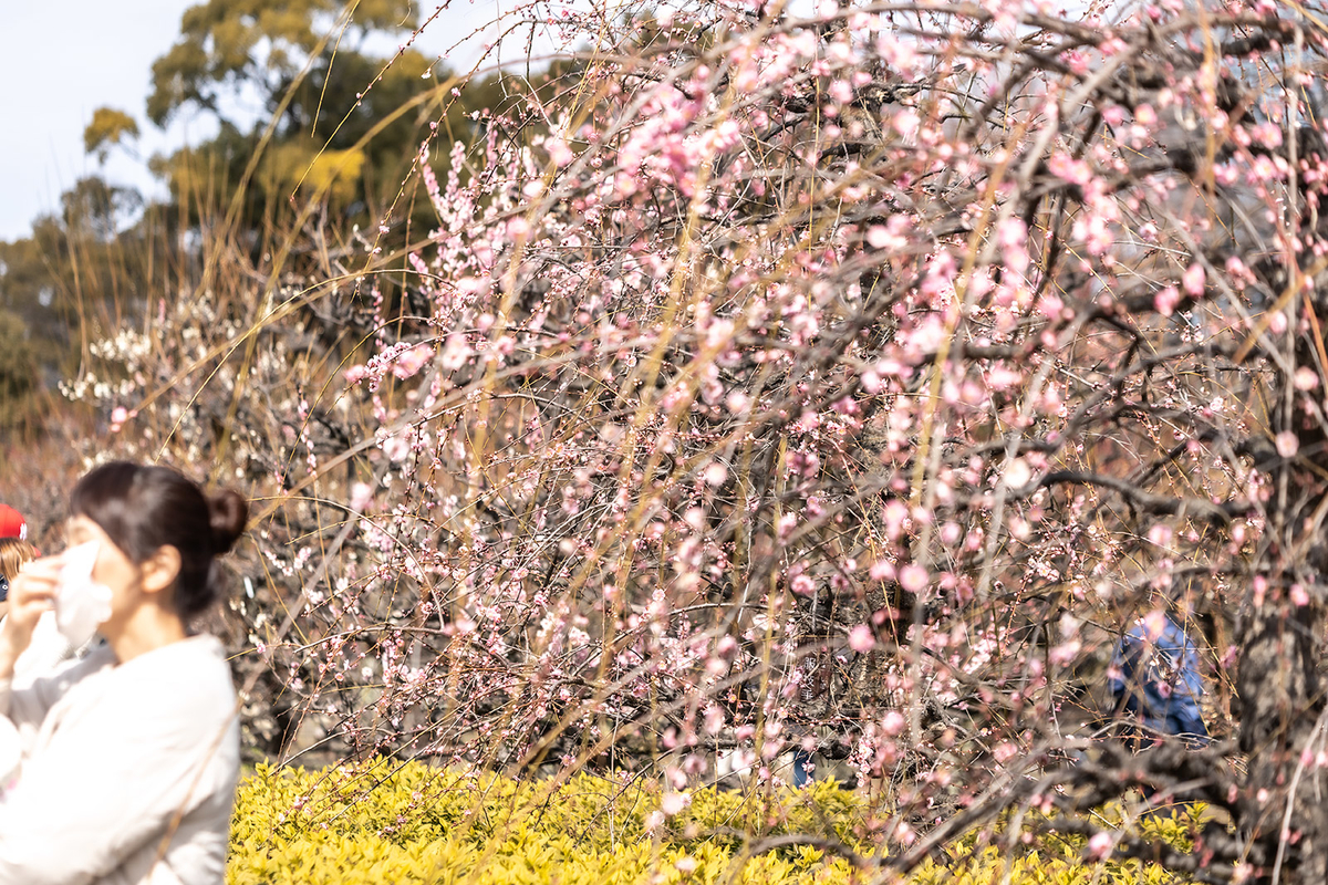 大阪城公園の梅林