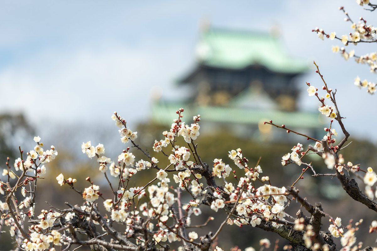 大阪城公園の梅林