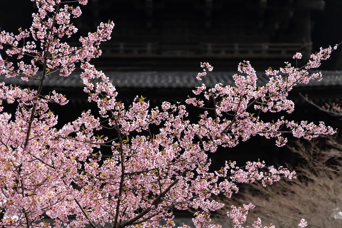 東寺