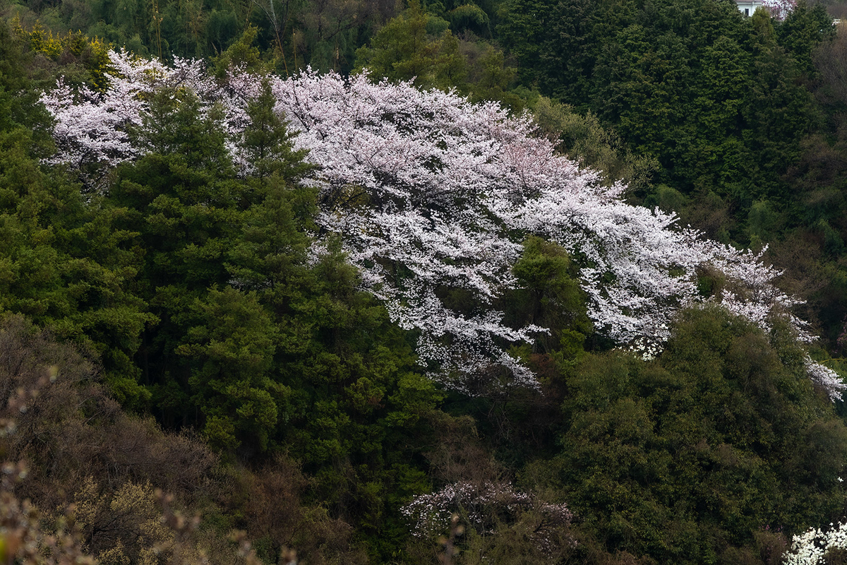 朝護孫子寺