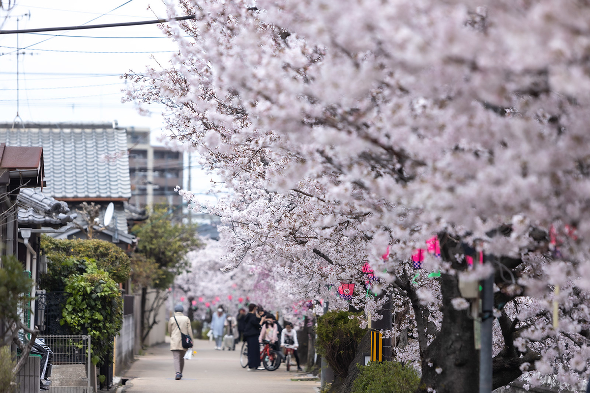 桜　長瀬川