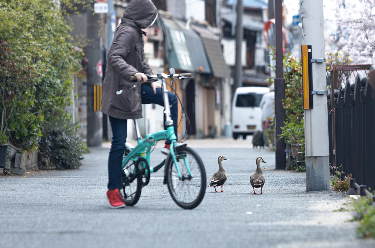 桜　長瀬川