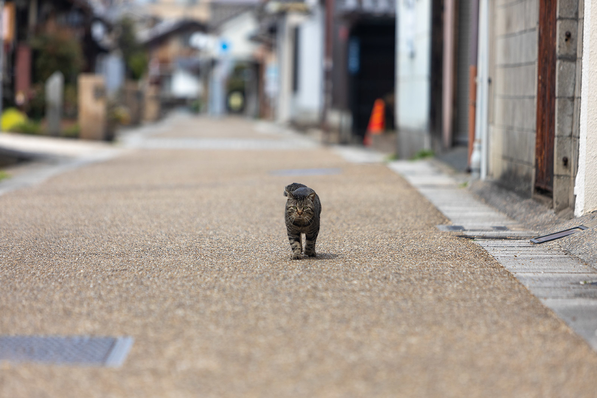 Ef70 0mm F2 8l Is Usmを持って桜を撮影しにご近所散歩 暮らしの顛末 くまくまコアラ