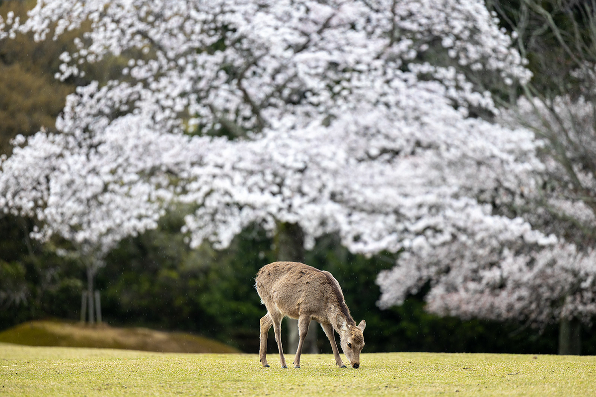 奈良公園