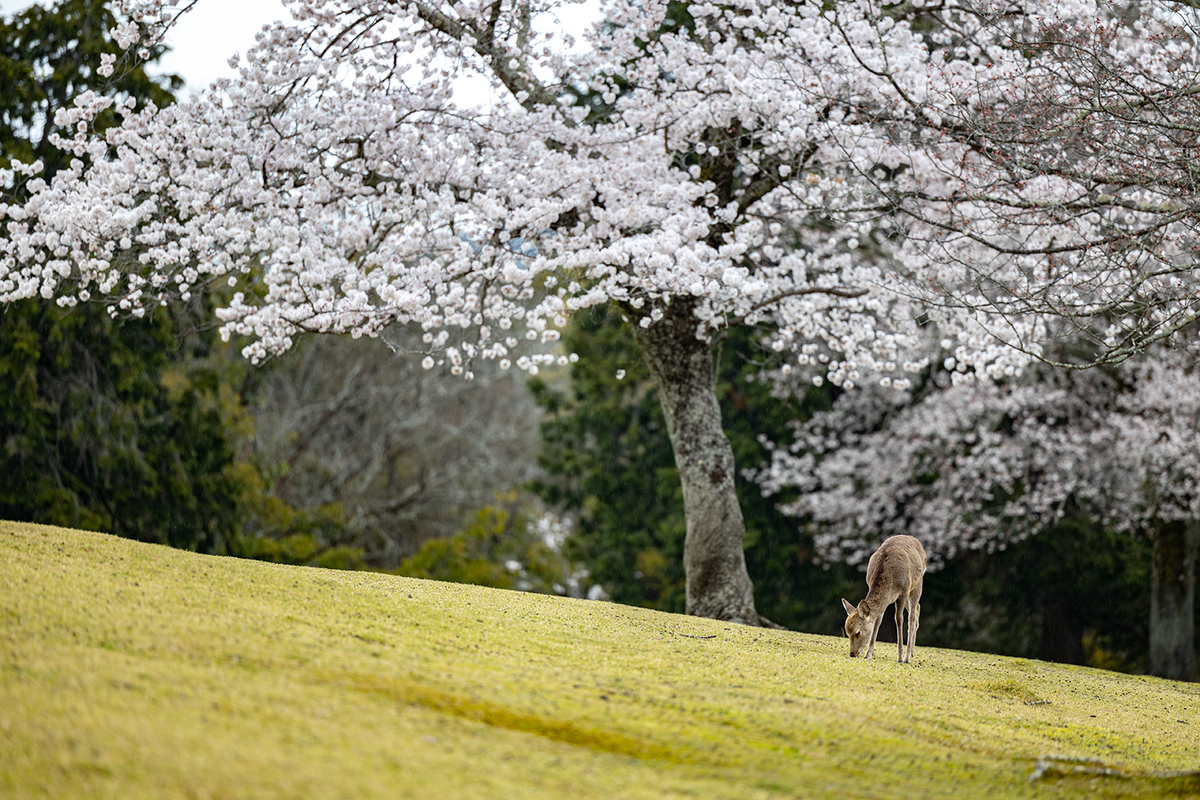 奈良公園