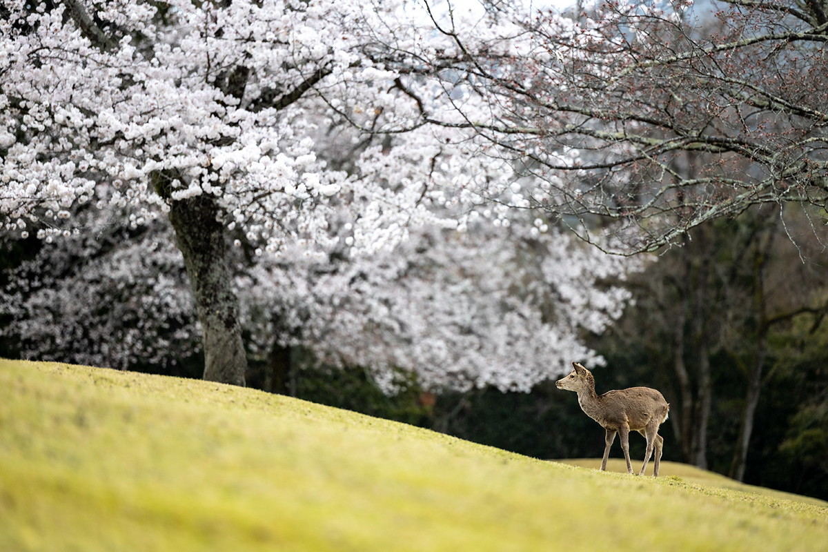 奈良公園