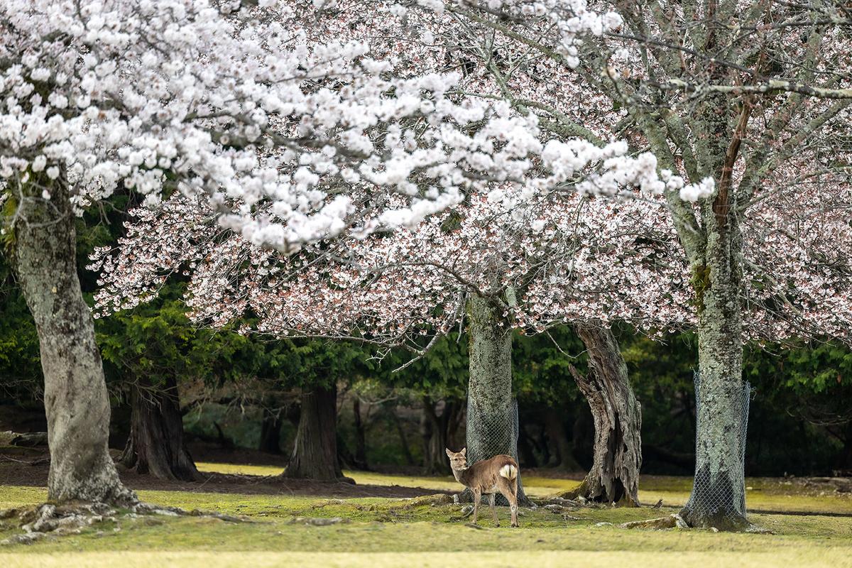 奈良公園