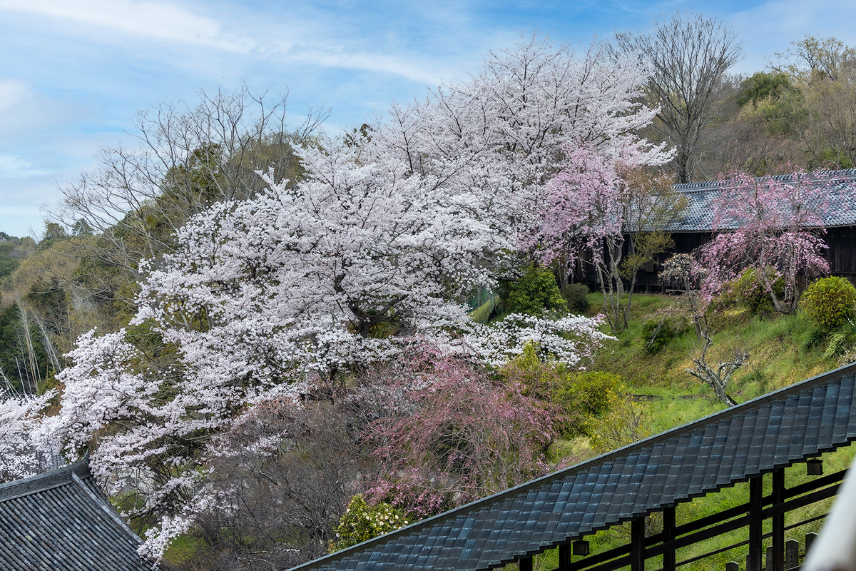 奈良公園