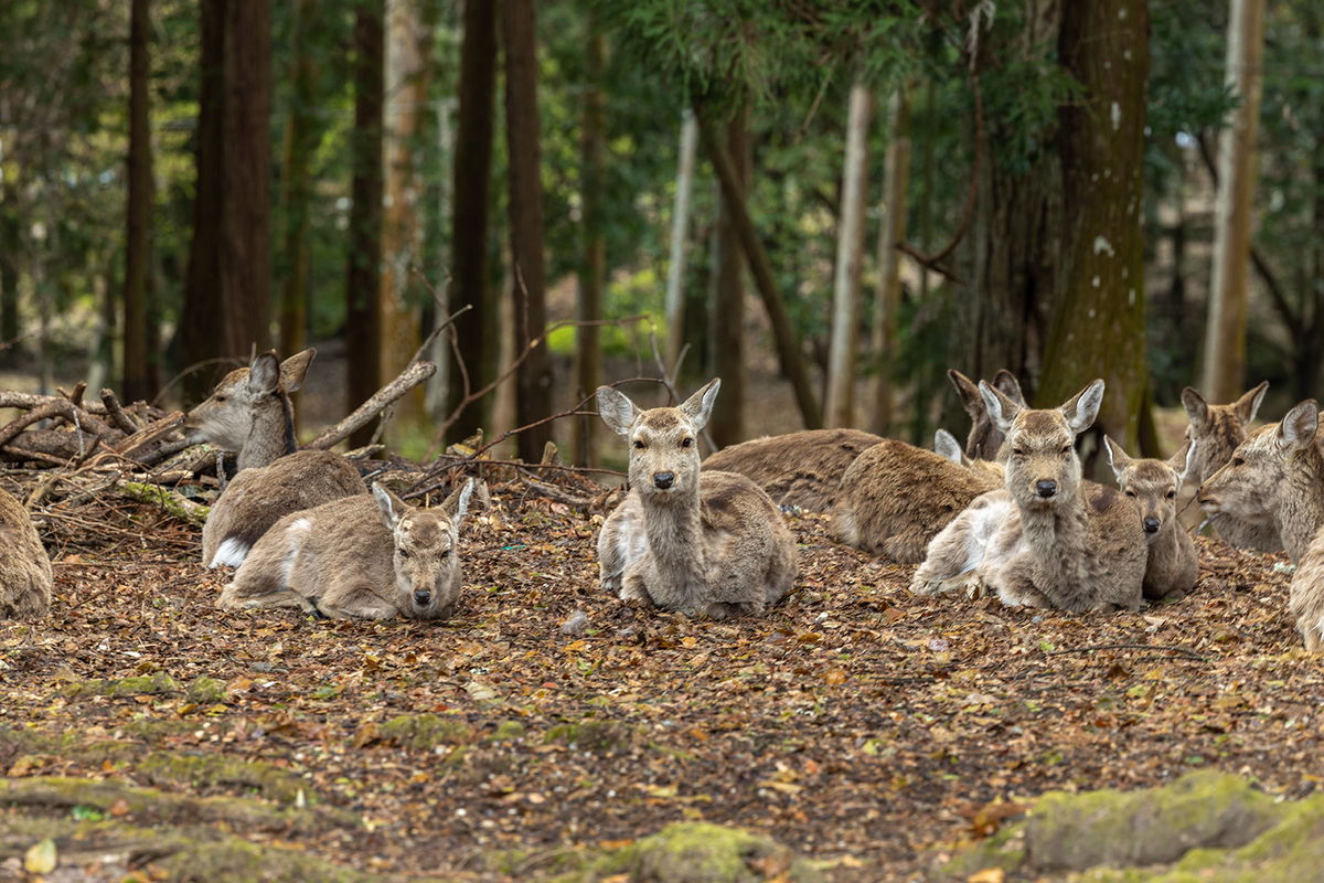 奈良公園