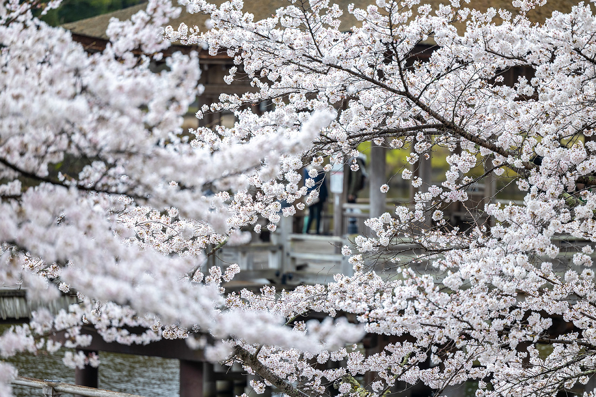 奈良公園