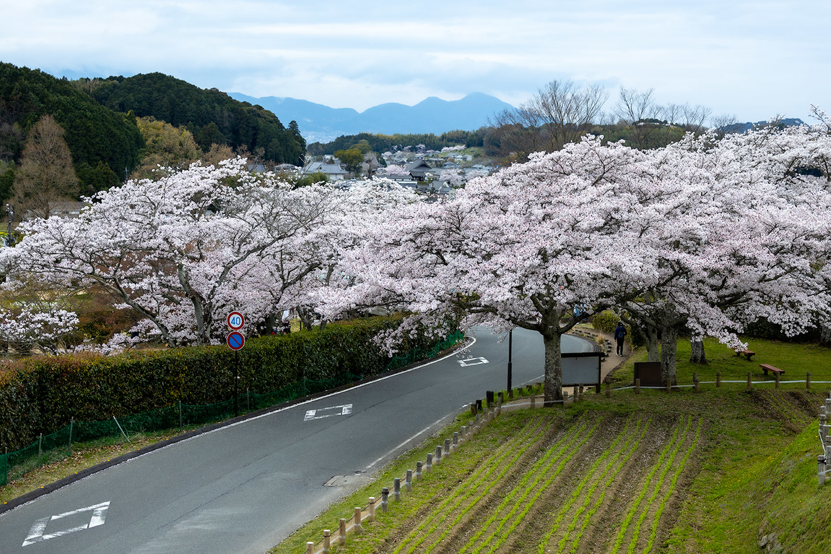 明日香村