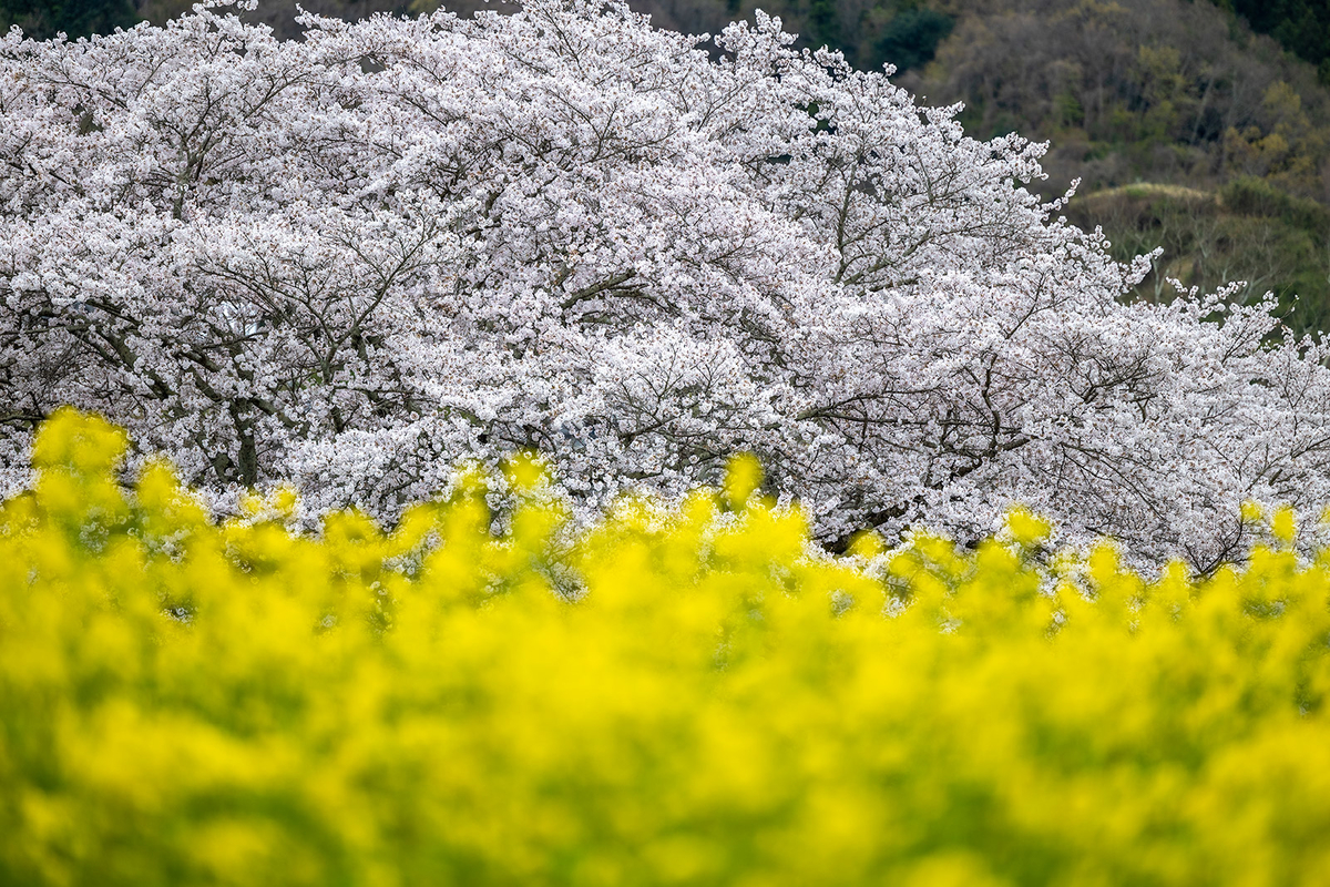 明日香村