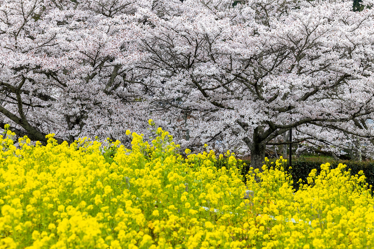 明日香村