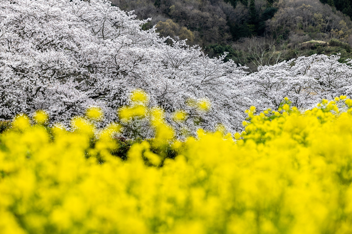 明日香村