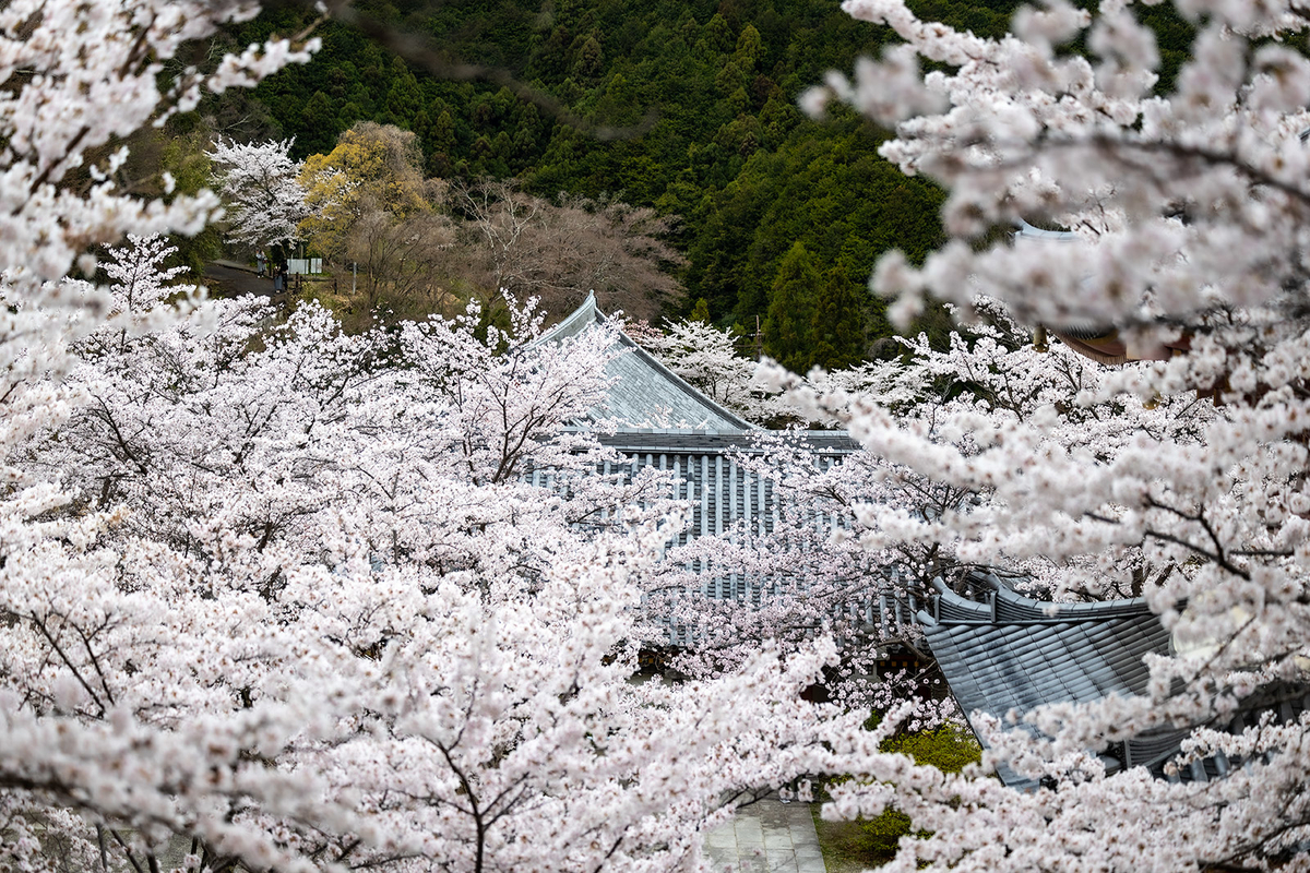 壷阪寺