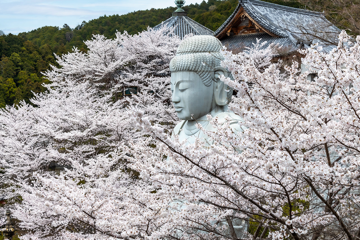 桜大仏