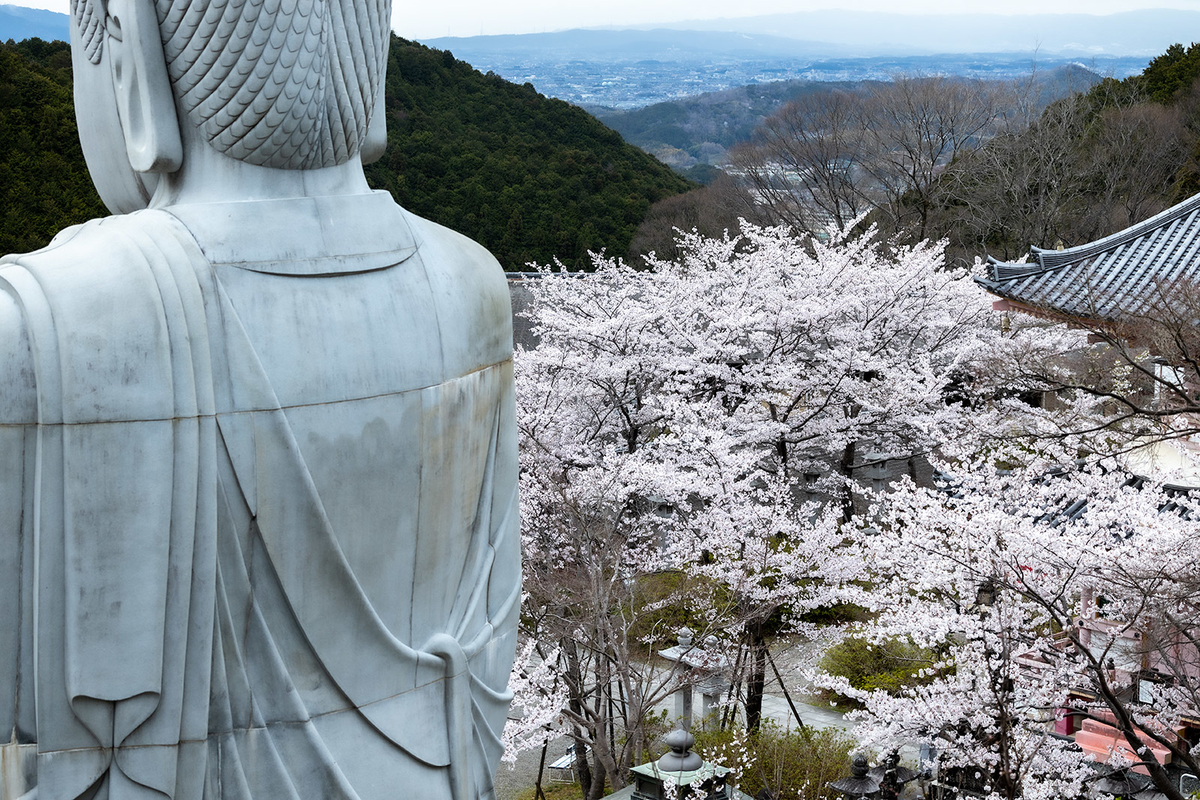 桜大仏