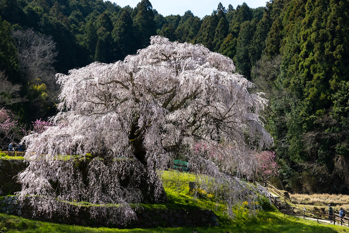 予約販売 奈良の桜スポット。高さ13mもある樹齢300年の枝垂れ桜「又兵衛 その他