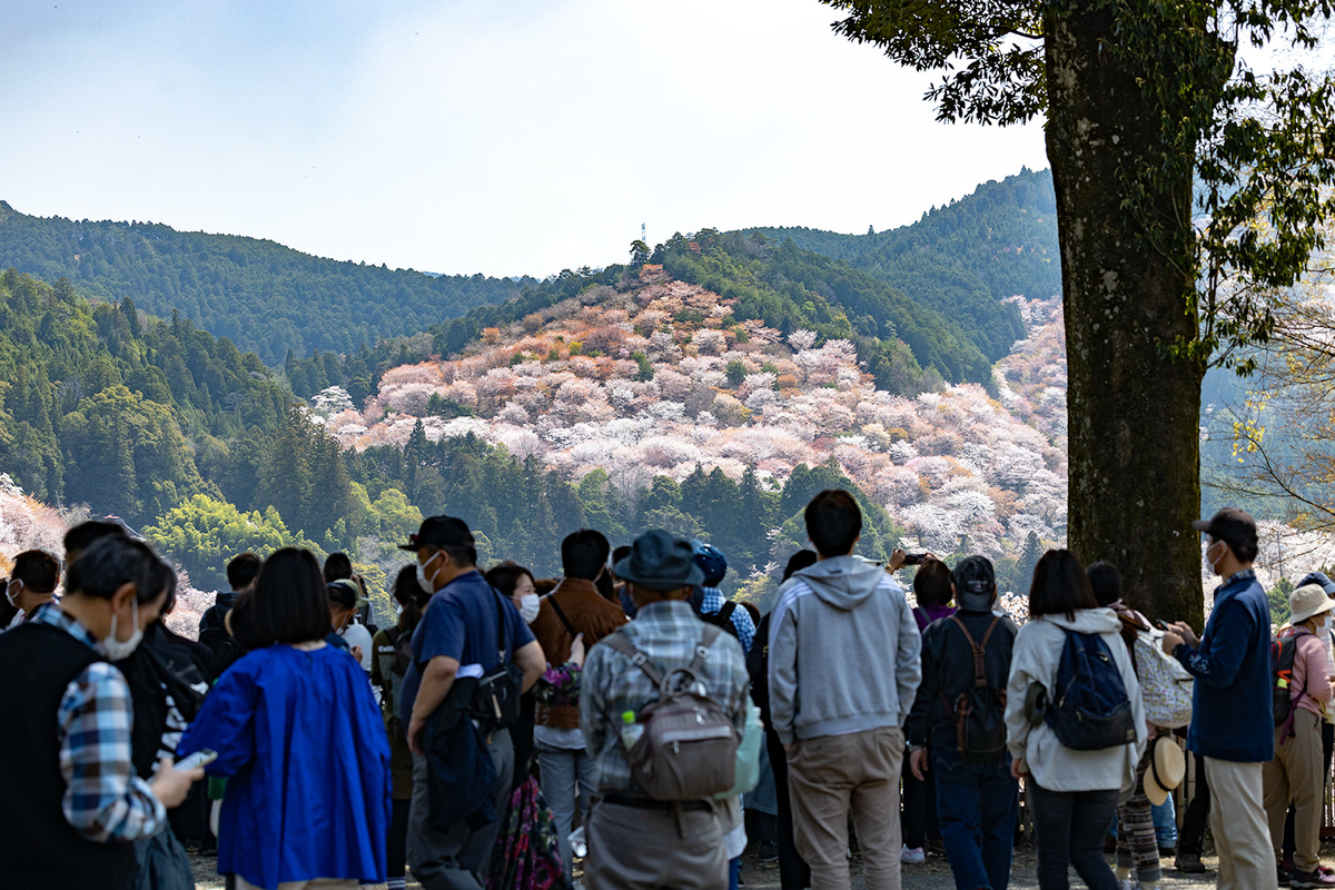 吉野の桜