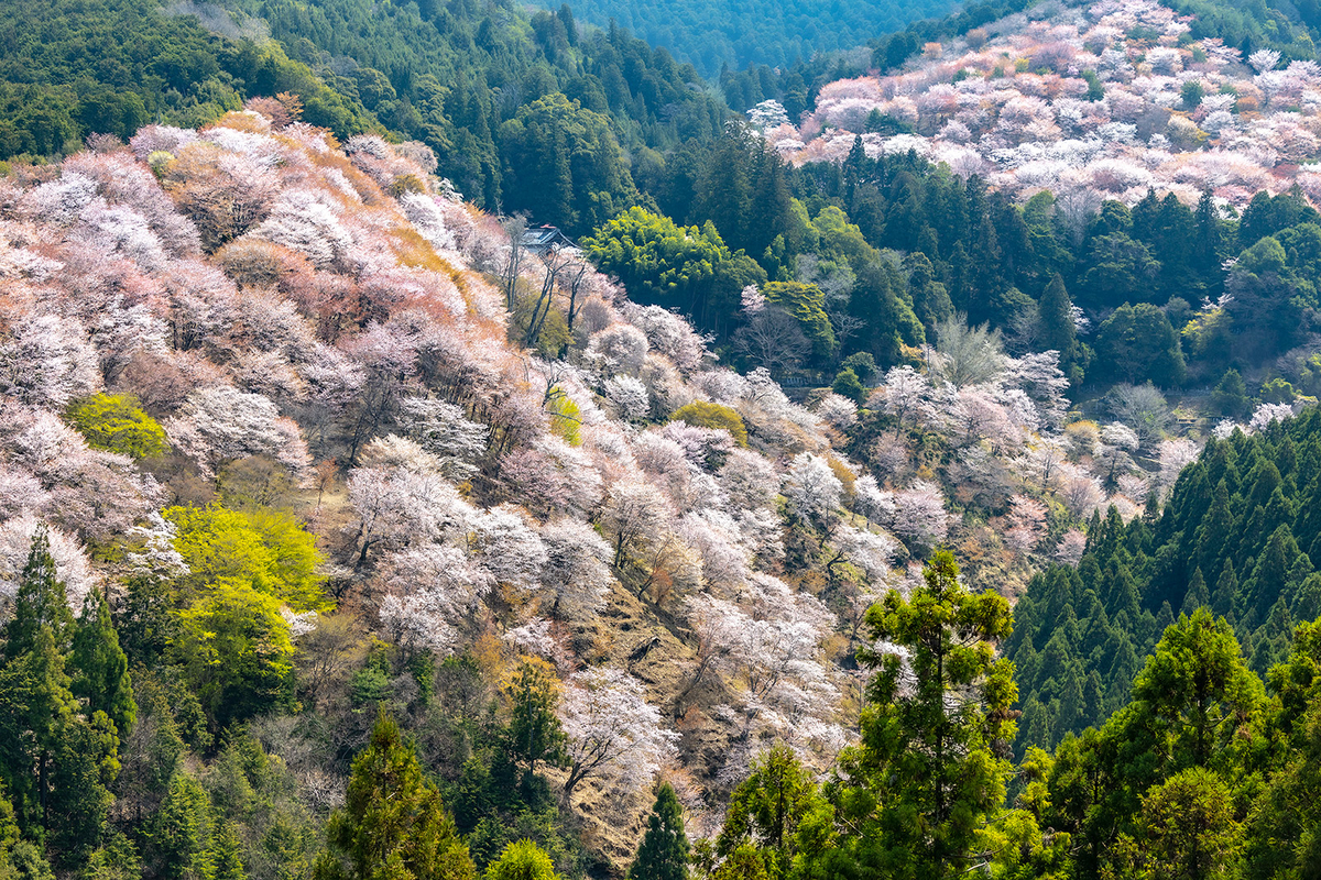 吉野の桜