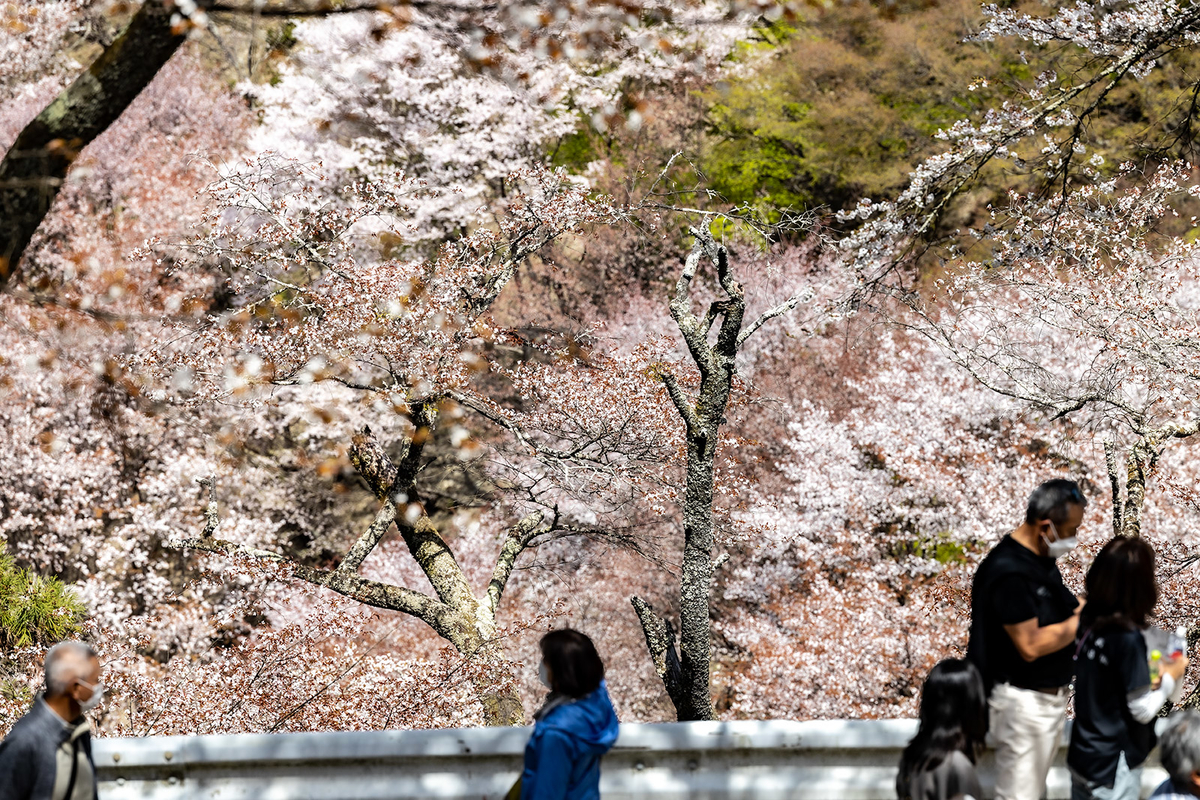 吉野の桜