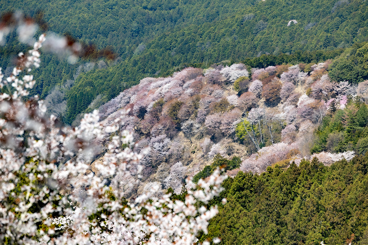 吉野の桜