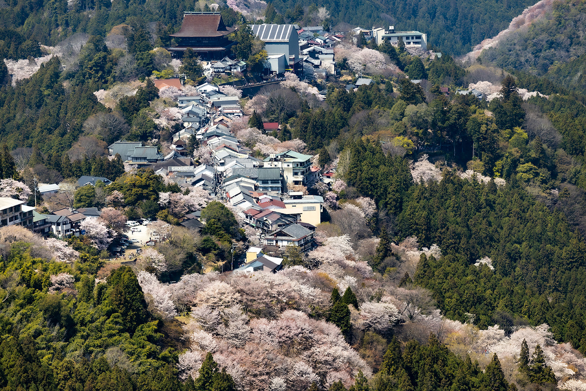 吉野の桜