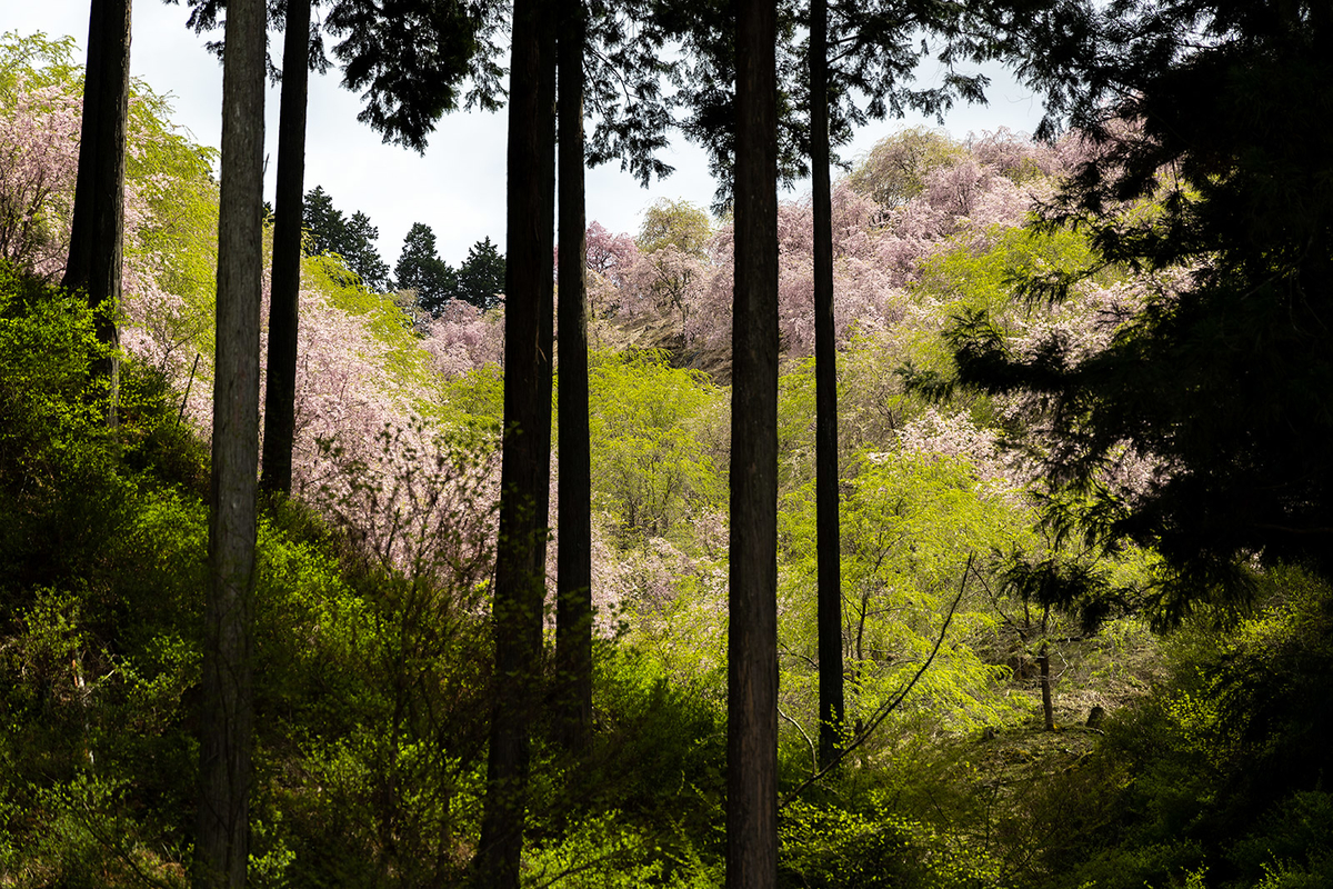 奈良県の桜スポット東吉野高見の郷