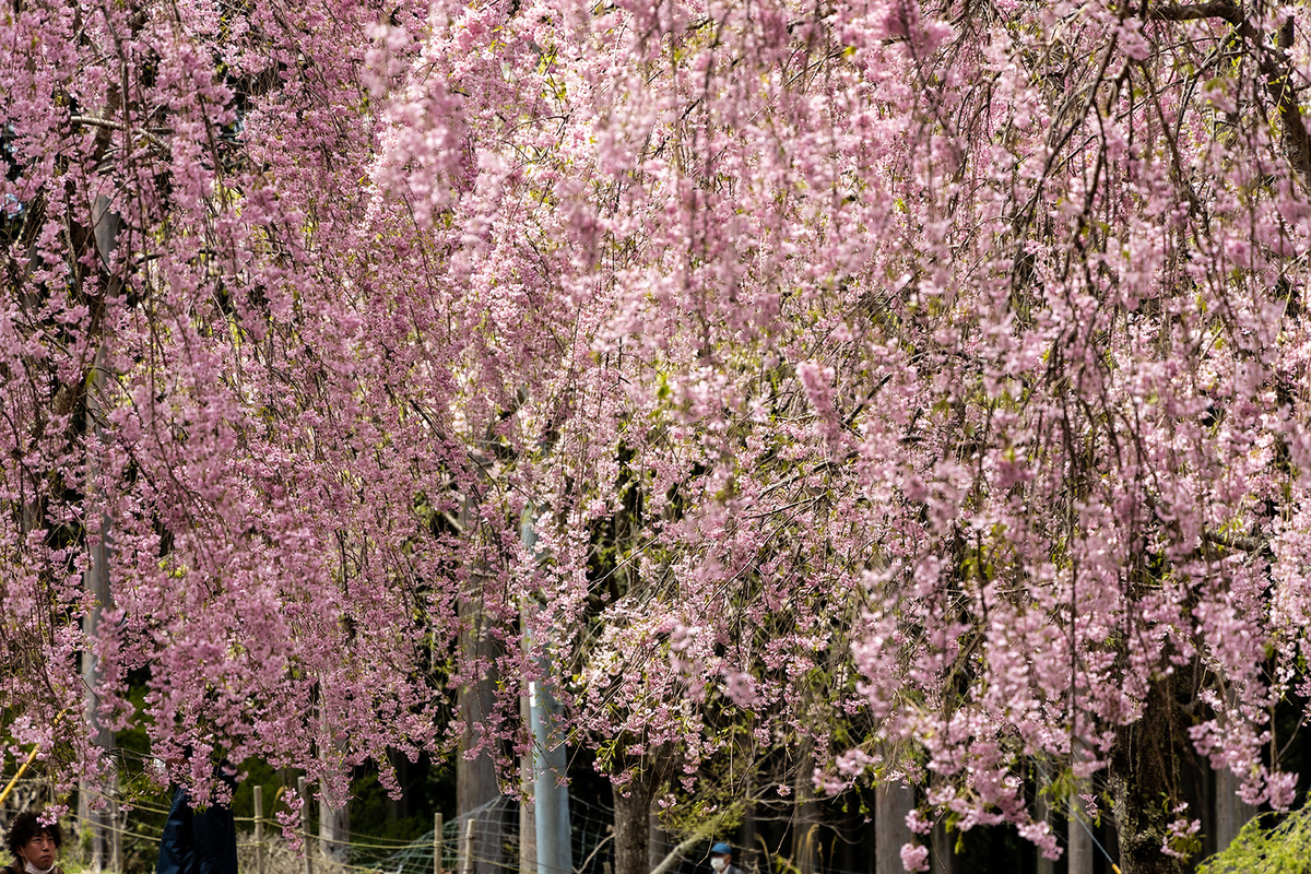 奈良県の桜スポット東吉野高見の郷