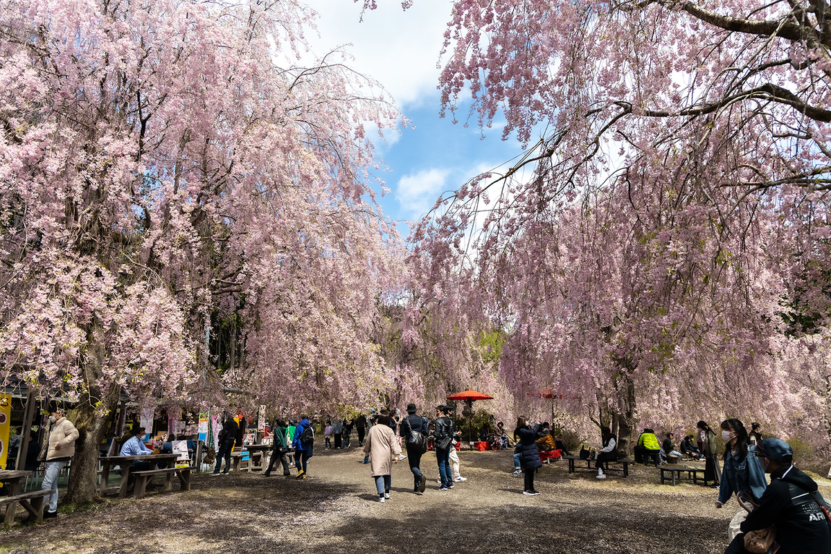 奈良県の桜スポット東吉野高見の郷