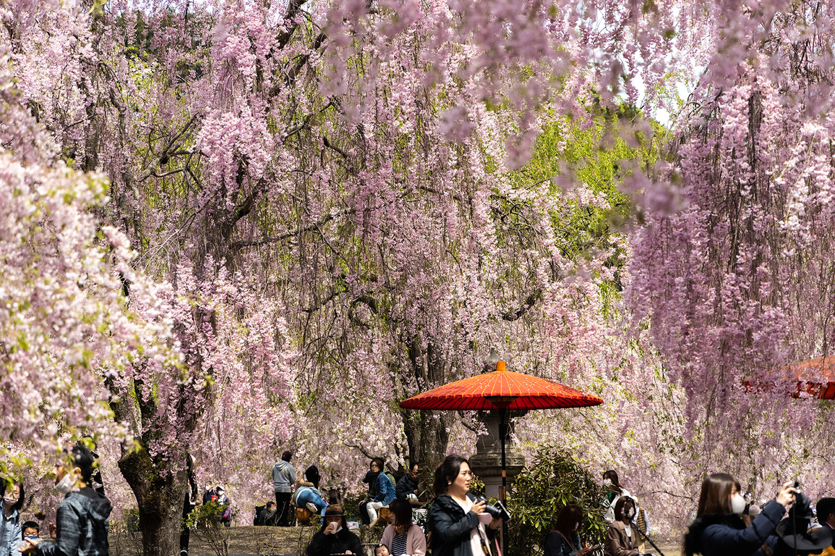 奈良県の桜スポット東吉野高見の郷