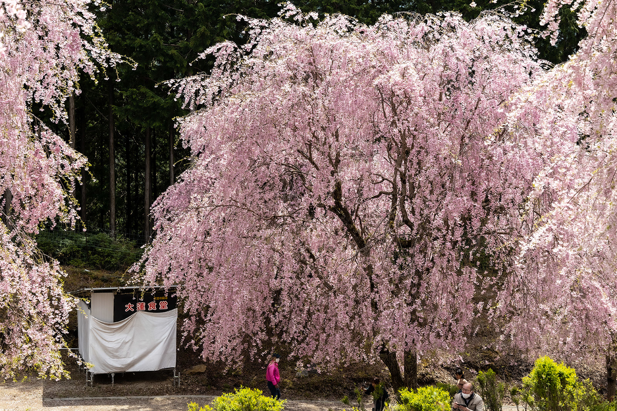 奈良県の桜スポット東吉野高見の郷