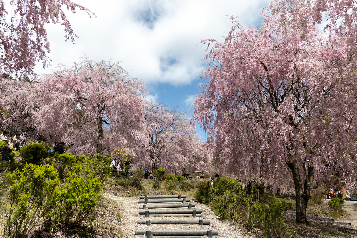 奈良県の桜スポット東吉野高見の郷