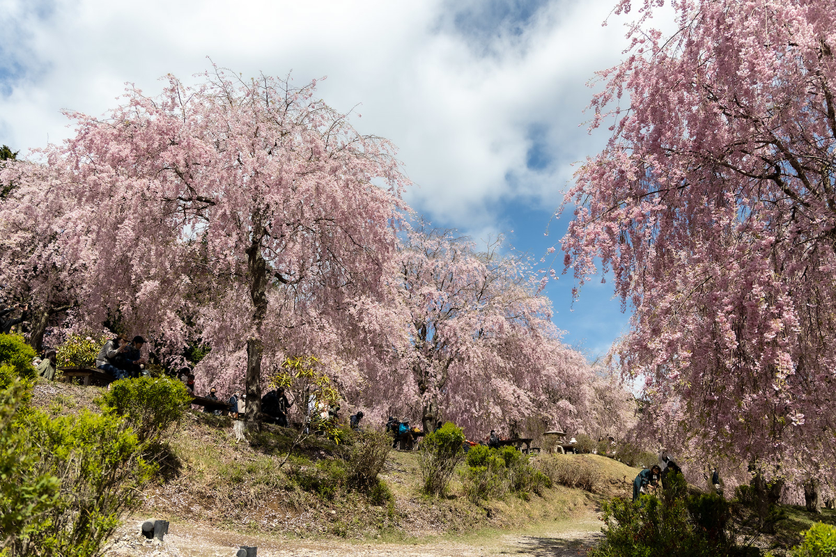 奈良県の桜スポット東吉野高見の郷